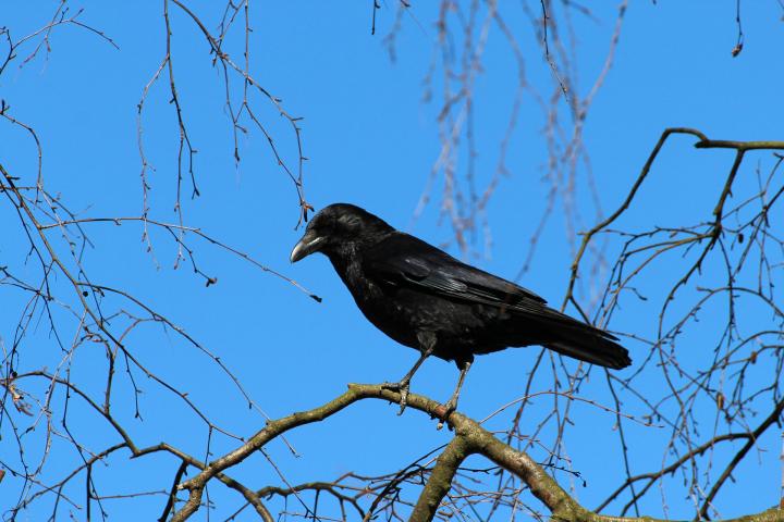 crows-in-garden