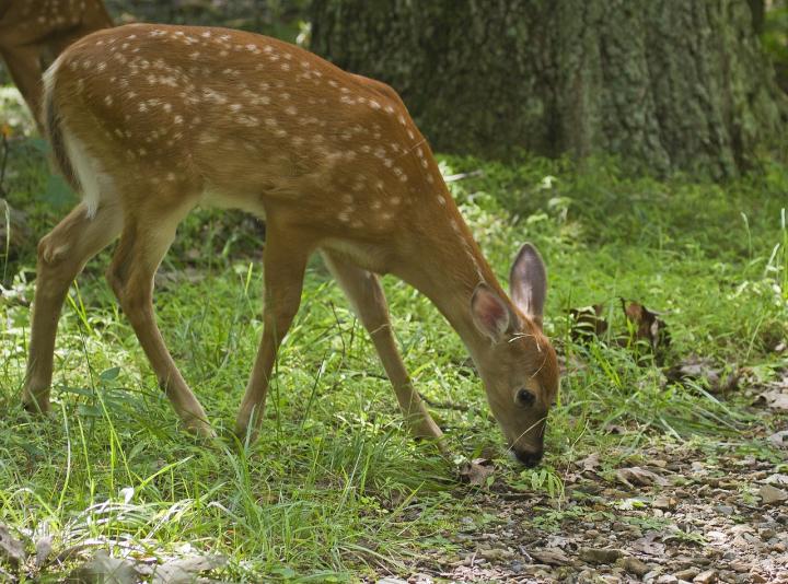 keep-deer-out-of-garden.jpg