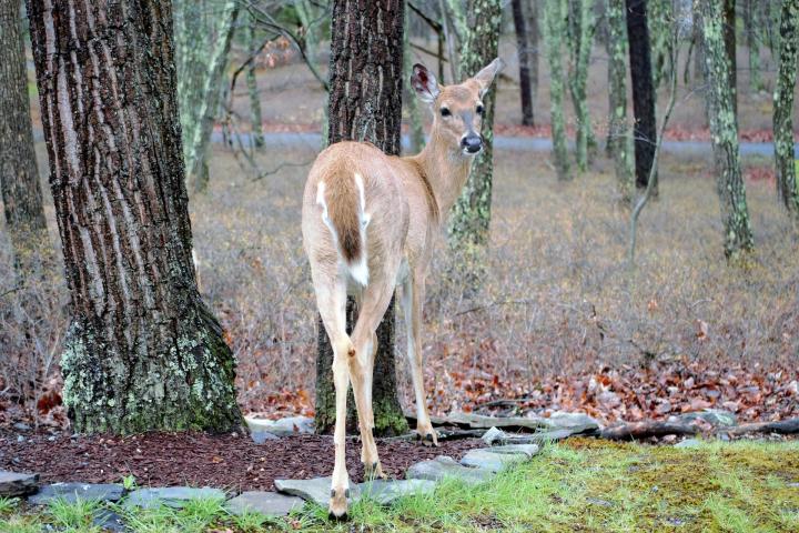 get-rid-of-deer.jpg