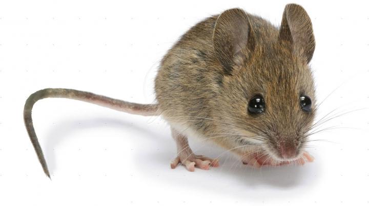 mouse-pest-control