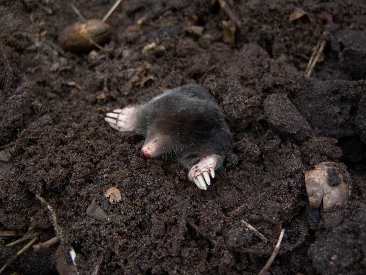 get-rid-of-moles