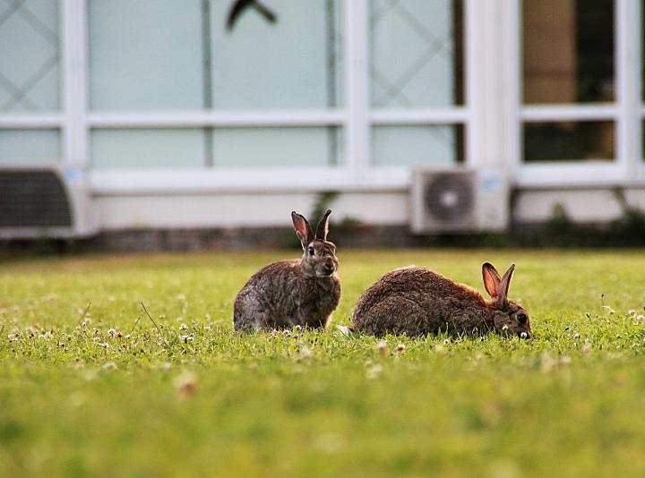 eastern-cottontail-habitat.jpg