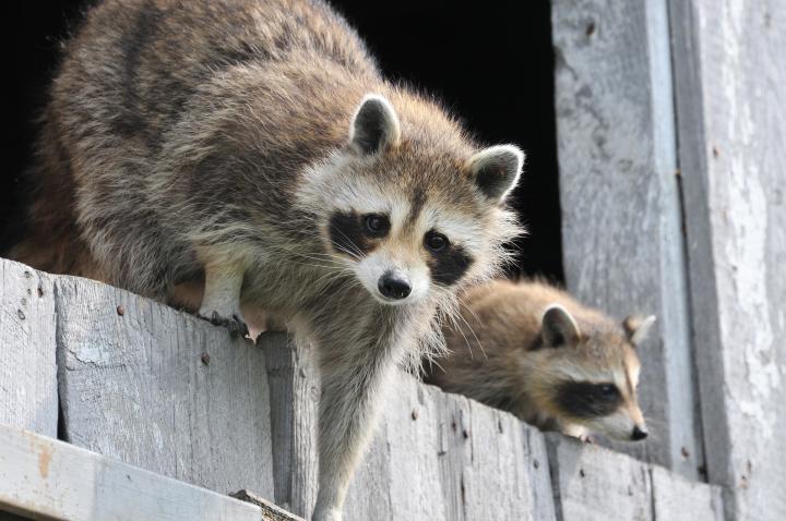 raccoon-pest-removal-garden