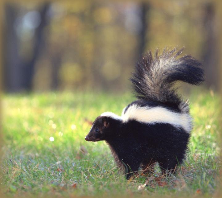 Skunks-Thinkstock