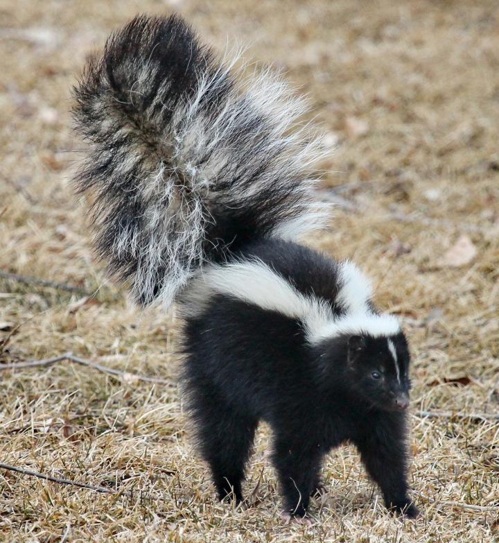 get-rid-of-striped-skunk_full_width.jpg