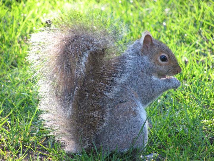 Squirrels-how to identify-squirrel-Pixabay
