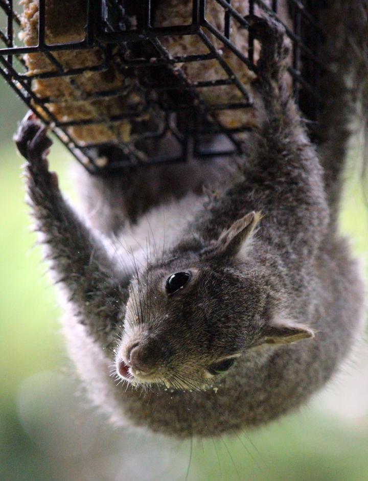 squirrels-birdfeeders-removal.jpg