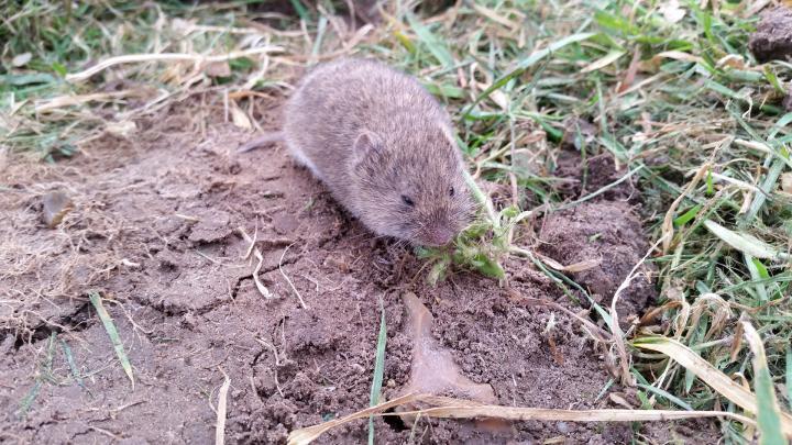 control-voles-in-garden