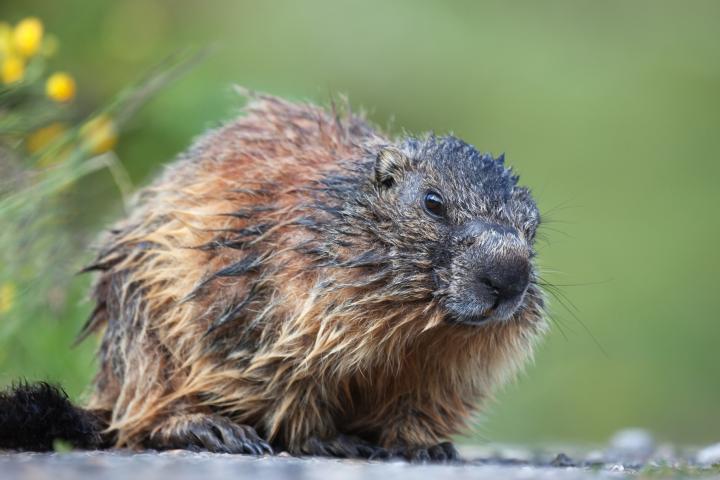 woodchuck-groundhog-pest