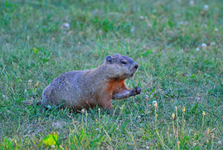 do-groundhogs-hibernate.jpg