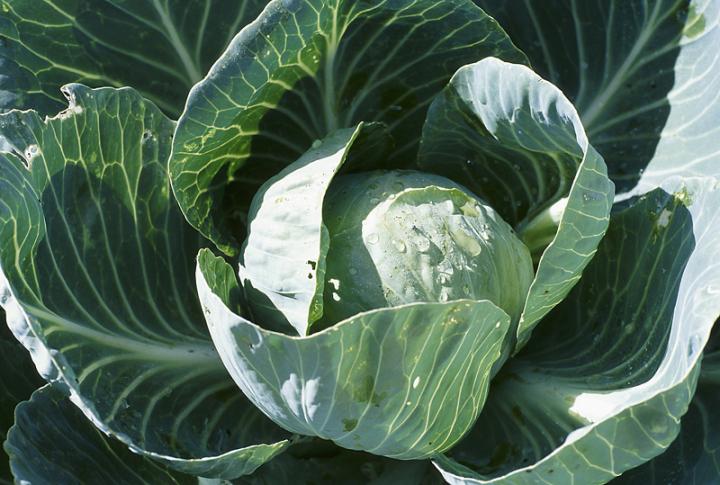 Cabbage plant