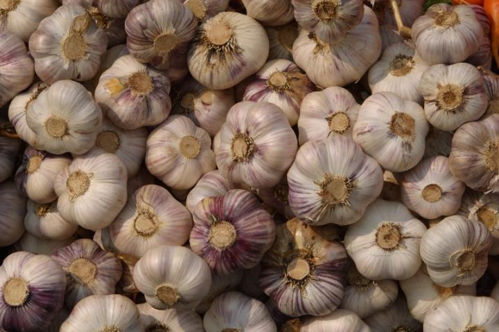 Garlic