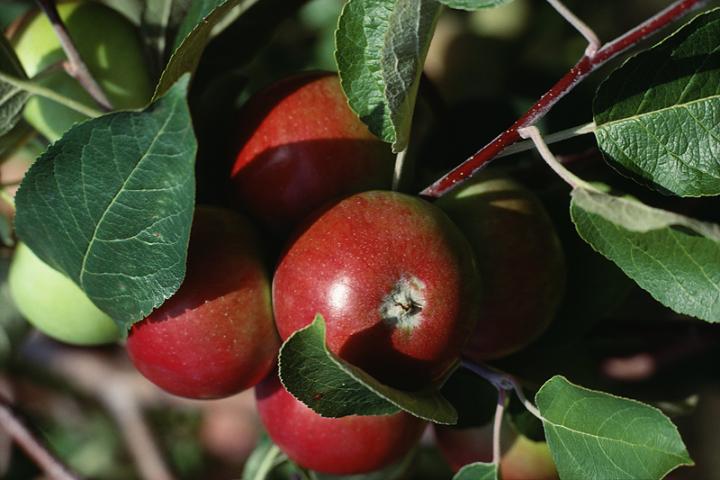 Apple Tree