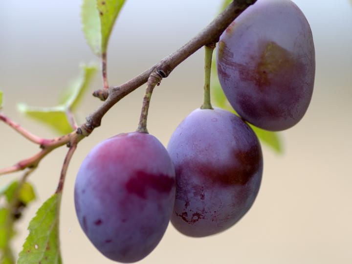 plums-growing-planting-plums