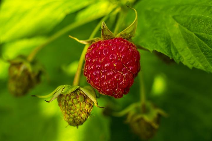 raspberries-plant-page