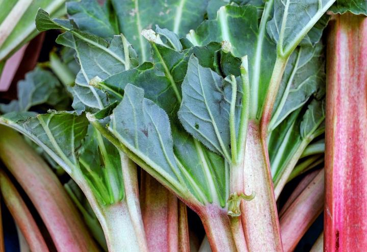 rhubarb-growing-guide