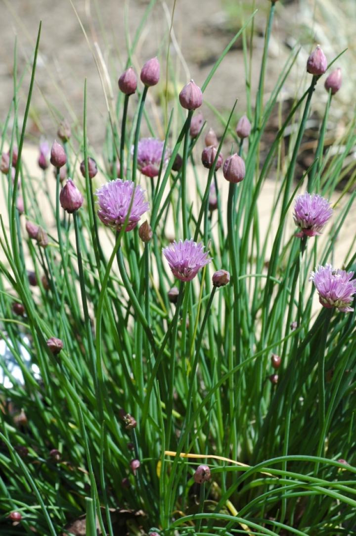 Chives