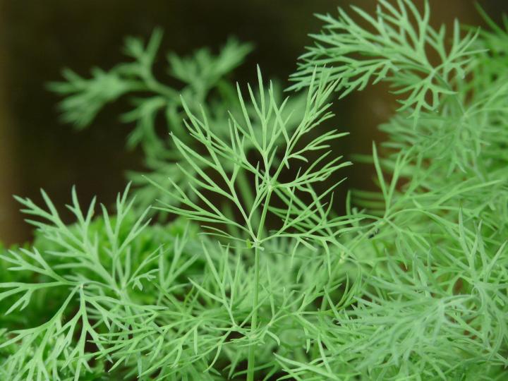 dill-planting-growing