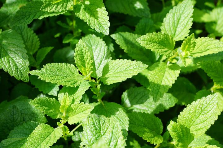 mint-planting-growing-harvesting