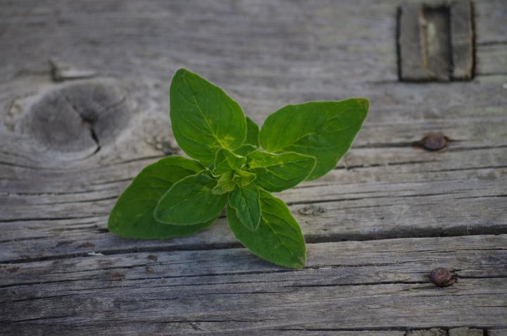 oregano-plant-grow-harvest