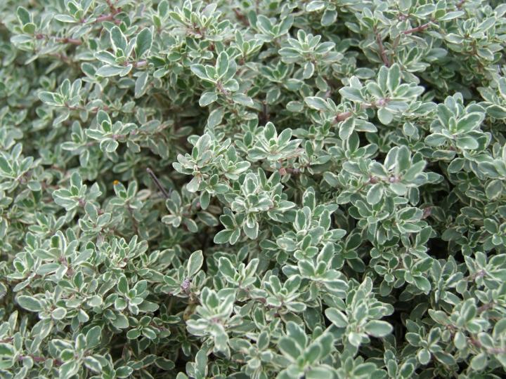 thyme-planting-growing