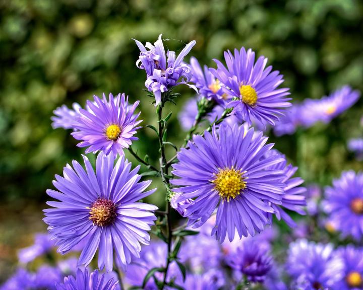 how-to-grow-asters