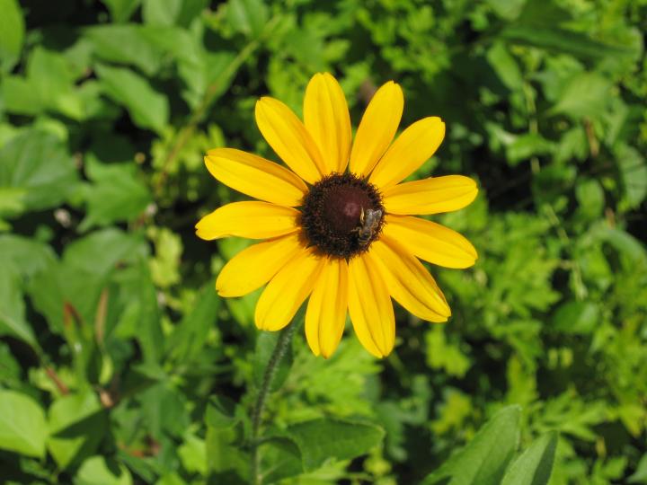 Black-Eyed Susan