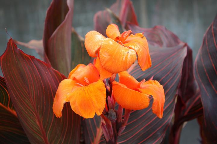 cannas-plant-page
