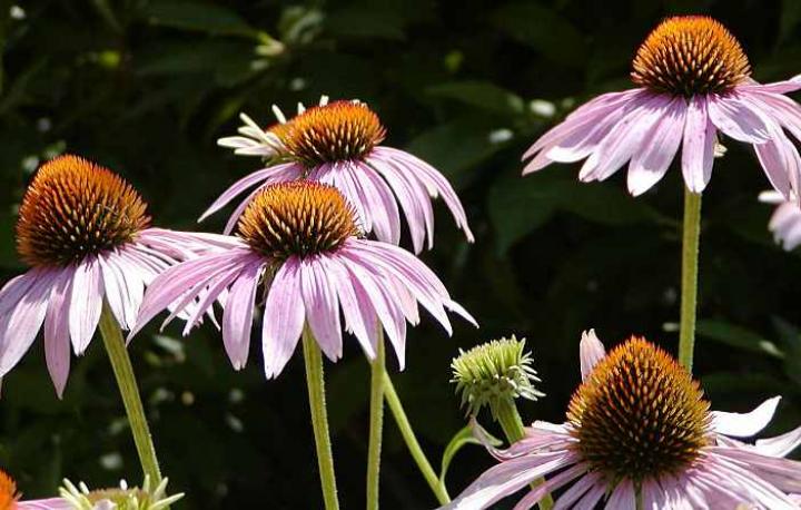 Coneflowers