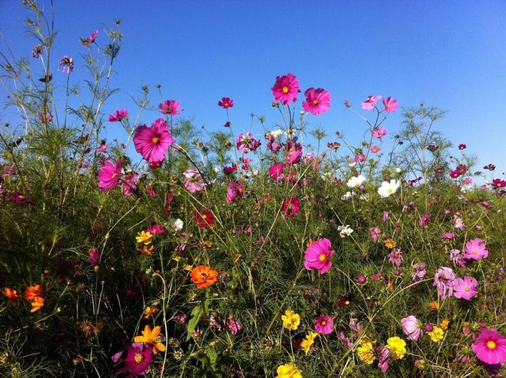 planting-cosmos.jpg