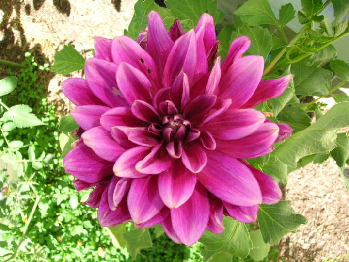 Dahlia