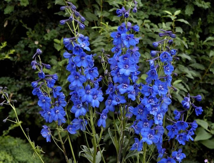 Delphinium Blue