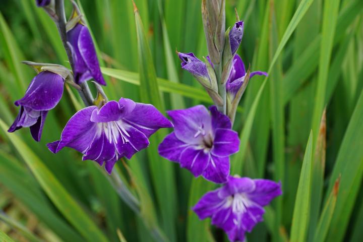 gladiolus-purple-variety_full_width.jpg