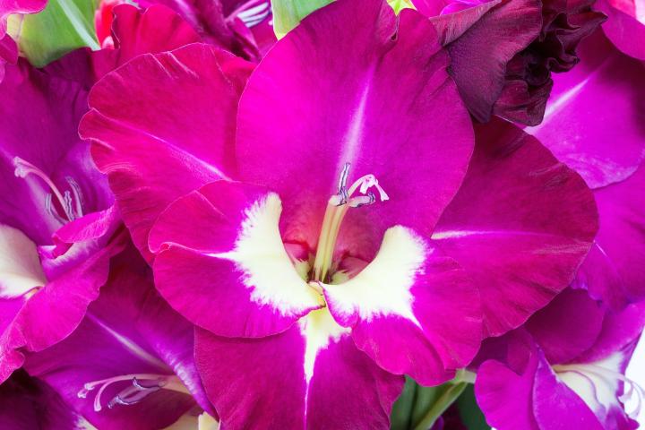 gladiolus-plant-grow-care