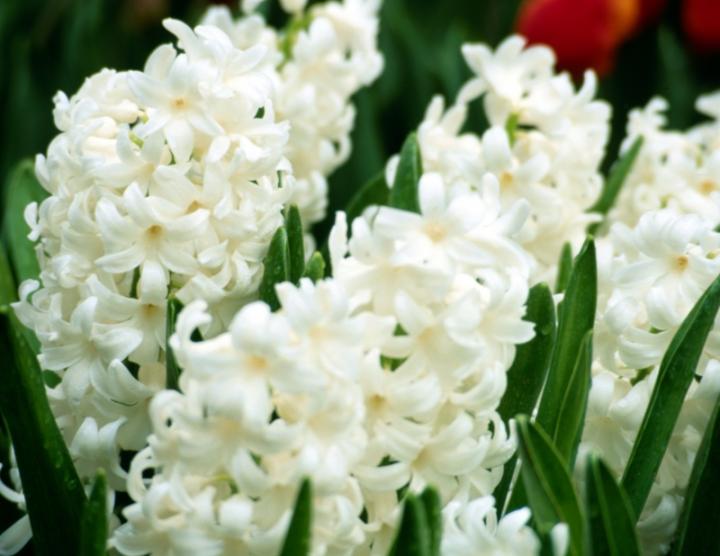 Hyacinth