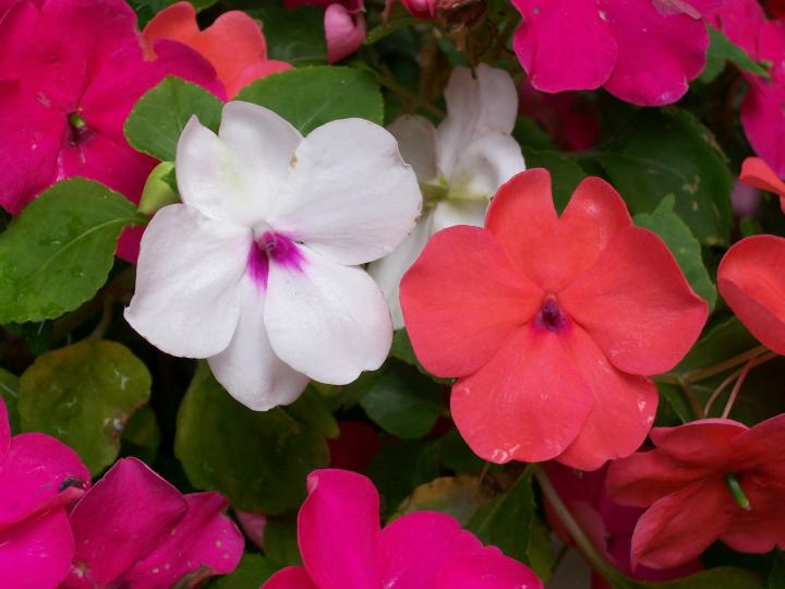 Impatiens