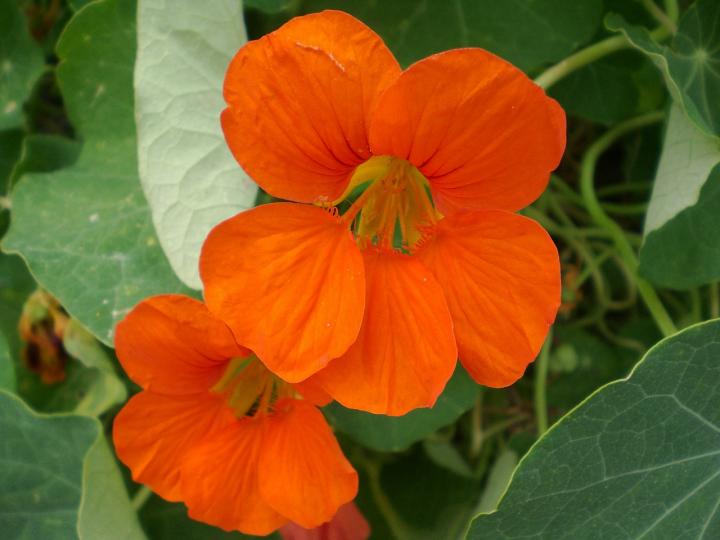 Nasturtiums