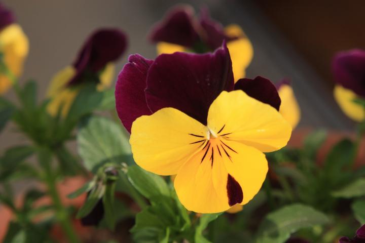 pansies-yellow-variety.jpg