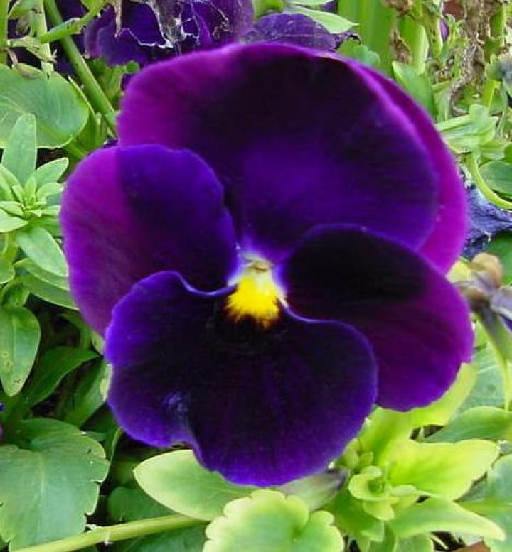 Purple Pansy