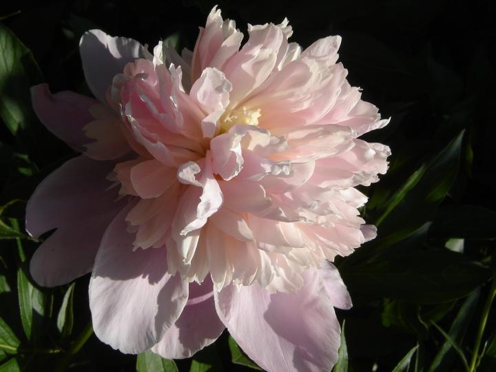 Pink Peony