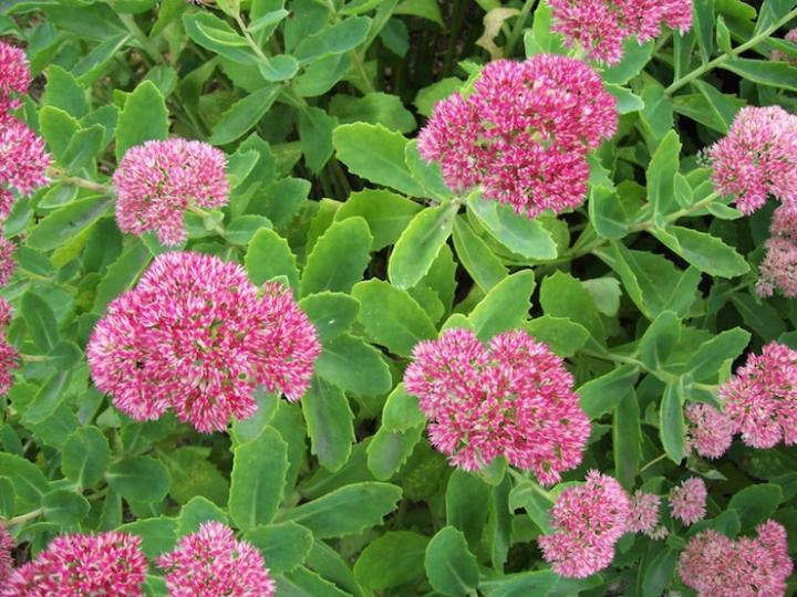 Sedum