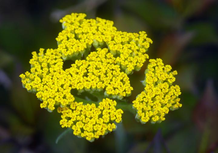 yellow-yarrow-planting-growing