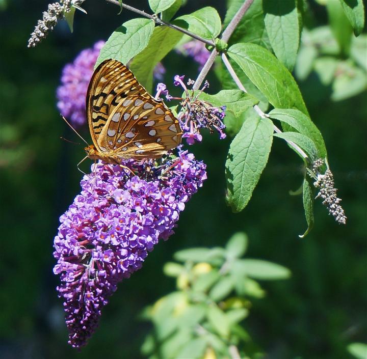 butterfly-bush