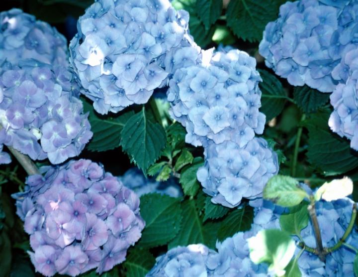 Hydrangea Shrub