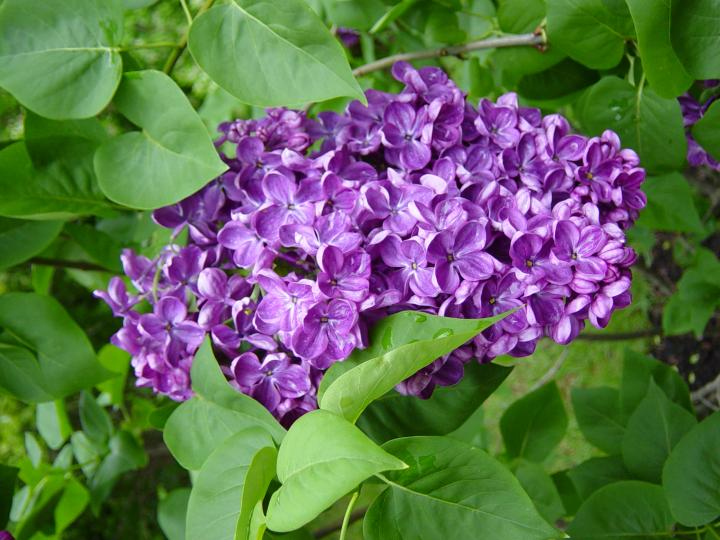 Yankee Doodle Lilacs