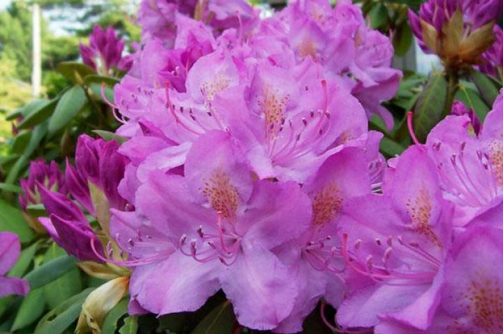 Pink Rhododendron.
