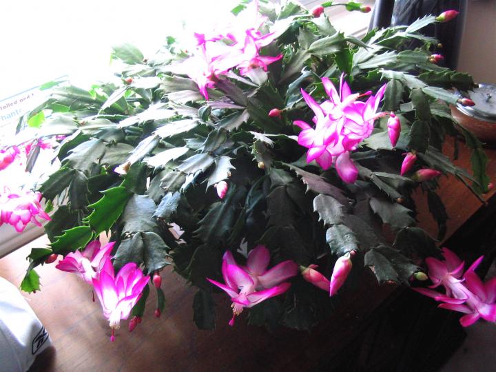 Christmas Cactus