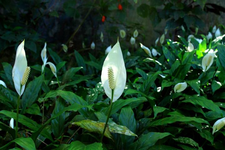 peace-lily-growing-guide