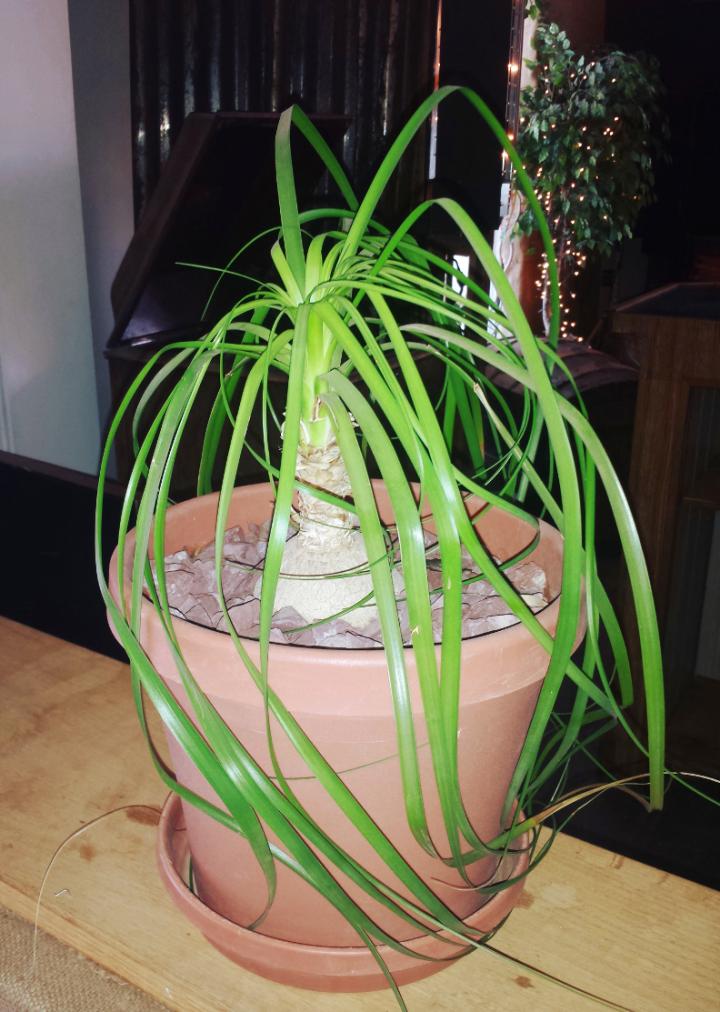 ponytail-palm-houseplant