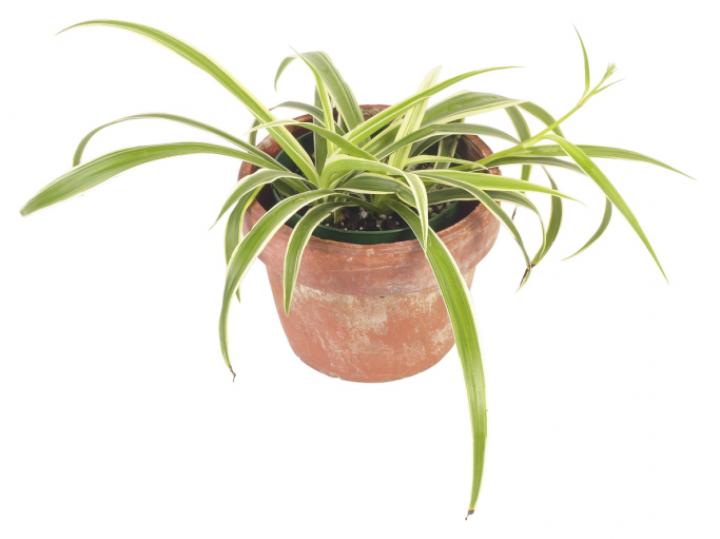 Spider Plant 2